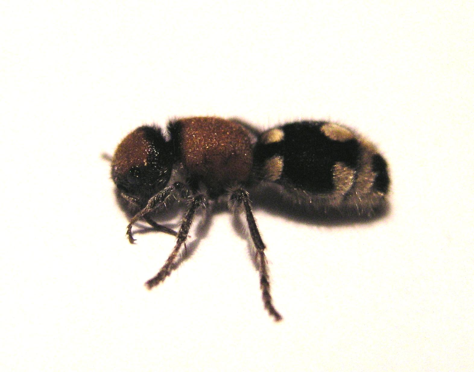 Ronisia brutia, femmina (Hymenoptera, Mutillidae)